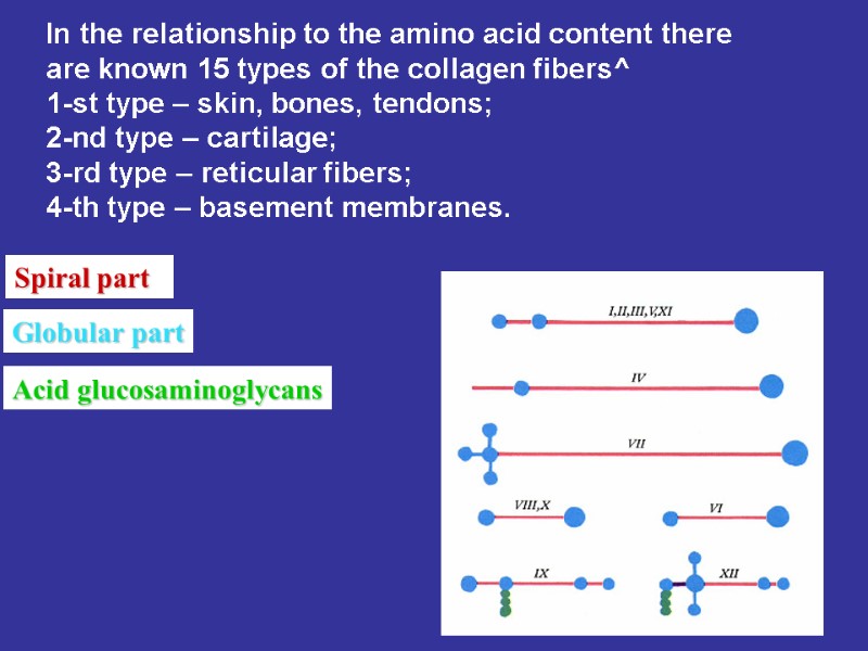 Spiral part   Globular part Acid glucosaminoglycans In the relationship to the amino